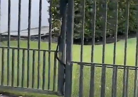 Schlange hat Lust auf Froschschenkel