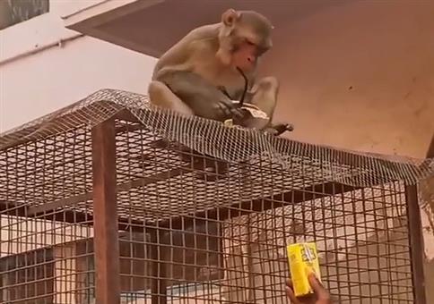 Don Affe der Erpresser