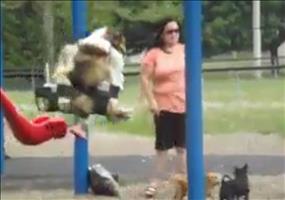 Der schaukelnde Hund