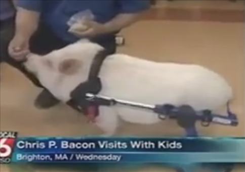 Ein Schwein namens Cris P. Bacon