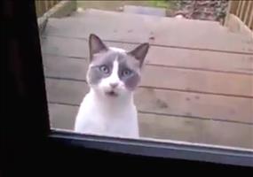Katzenjammer an der Tür