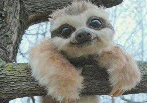 Hornoxe.com - Picdump #582