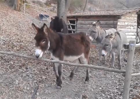 Ausbruch der Eselgang