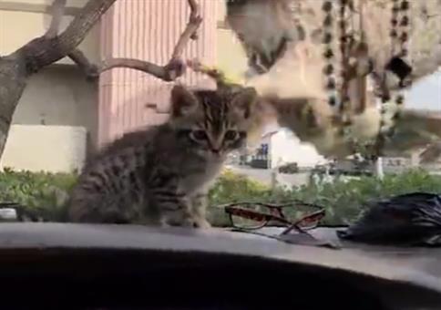 Katze sicher hinter Glas