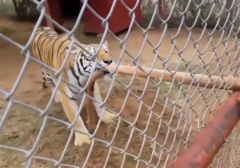 Tiger Tauziehen