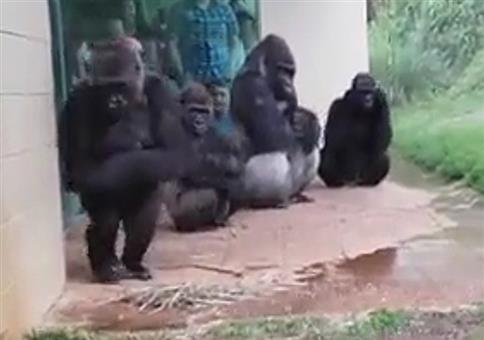 Auch Gorillas möchten ungerne nass werden