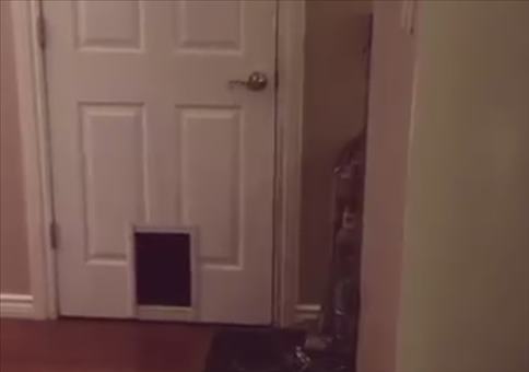 Die Katze, die Tür und die Katzenklappe