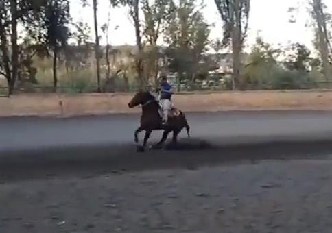 Vollbremsung auf Pferd