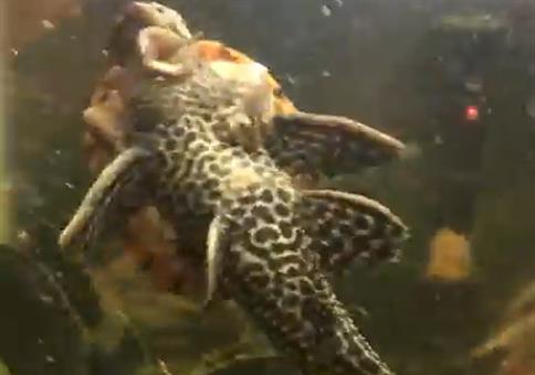 Schildkröte reitet Fisch