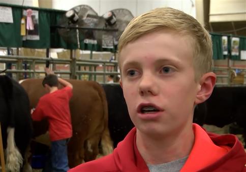 Wenn du die Kuh ärgerst, wirst du zurück geärgert