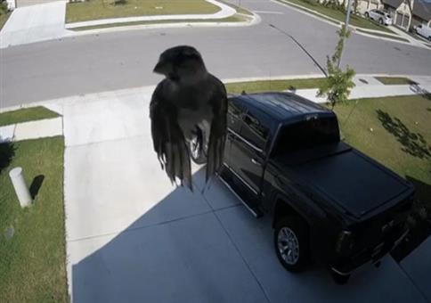 Vogel schwebt vor Überwachungskamera