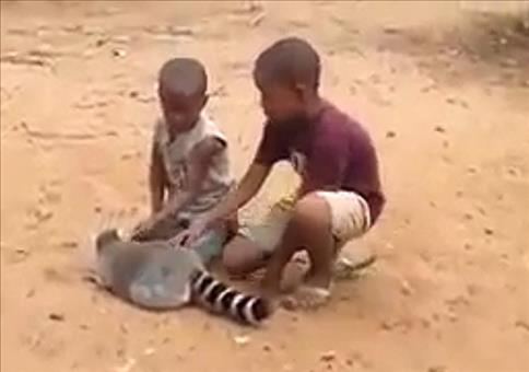 Lemur will gestreichelt werden