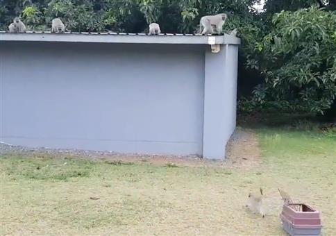 Wiedervereinigung der Affen