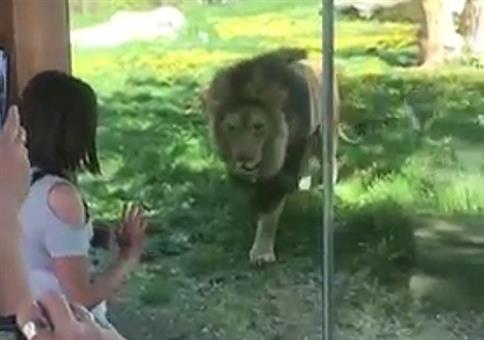 Zum Glück sitzt der Löwe hinter Glas
