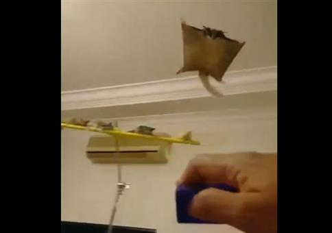 Kurzkopfgleitbeutler in Aktion