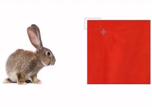 Paint Zaubertrick: Hasi Verschwindibus