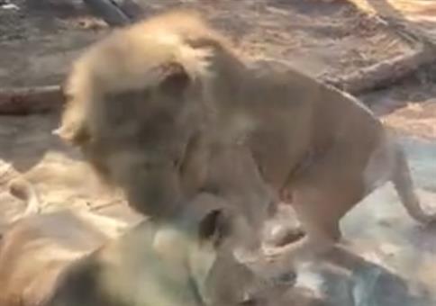 Neulich beim Zoobesuch: So Kinder, Zeit zu gehen!