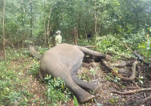 Elefant nach der Betäubung mit einem letzten Gruß