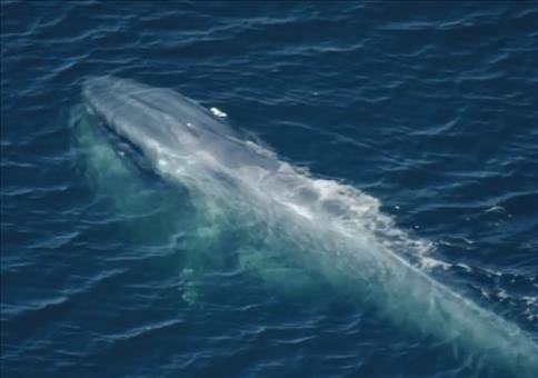 So groß ist ein Blauwal Herz