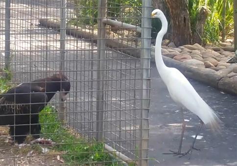 Vogel will Vogel das Essen klauen