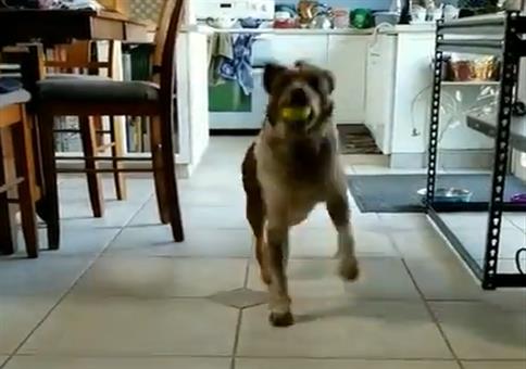 Hund tanzt mit Ball im Mund