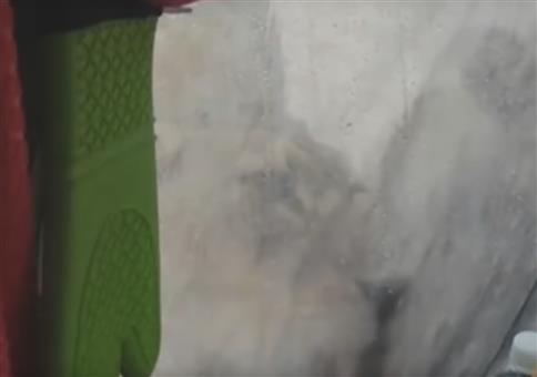 Freundliche Löwen machen morgens das Zelt sauber