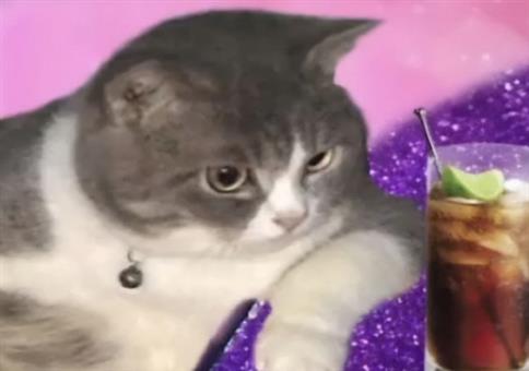 Hornoxe.com - Picdump #956