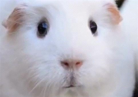 Hornoxe.com - Gifdump #225 - Animierter Picdump