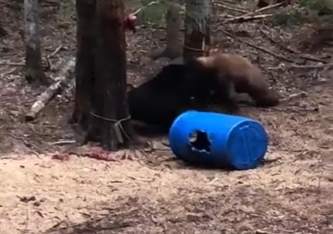 Neulich im Wald: Kämpfende Bären überall