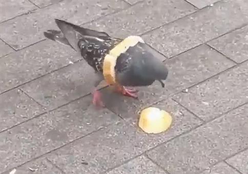 Taube schmückt sich mit Brot
