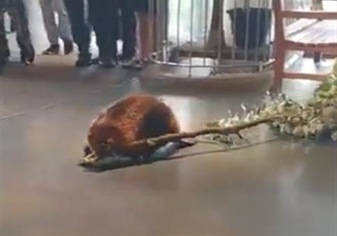 Der Biber wohnt jetzt hier