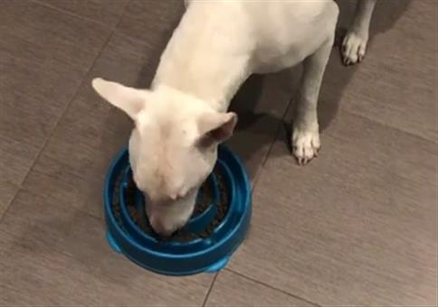 Hundenapf für Schnellesser