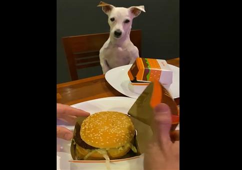 Großen Hunger auf Burger