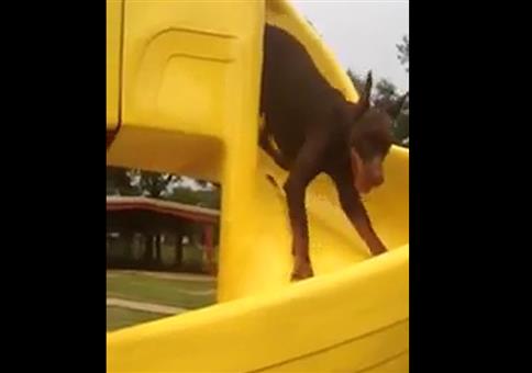 Hunde lieben Rutschen