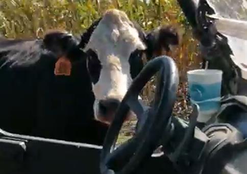 Wenn die Kuhmama sauer auf den Bauern ist