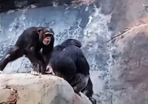 Erziehung im Affengehege