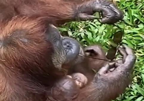 Er ist mit Abstand der Coolste im Zoo