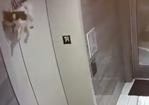Da hängt ein Hund am Fahrstuhl