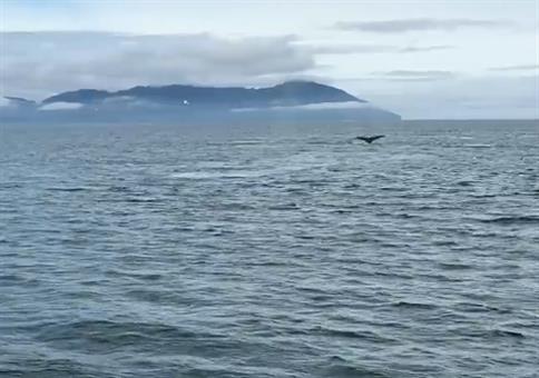 Buckelwale nahe dem Boot