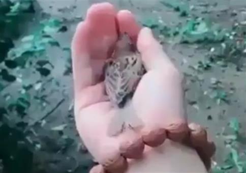 Der Vogel liebt die Hand