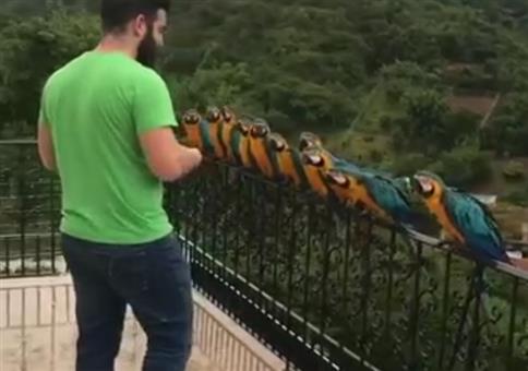 Papageien Fütterung in Reih und Glied