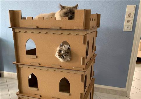 Die ultimative Katzenburg!