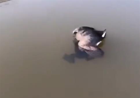 Entlein und Fröschlein zusammen im Wasser