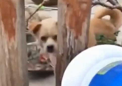 Kläffenden Hund mit eigenen Waffen schlagen