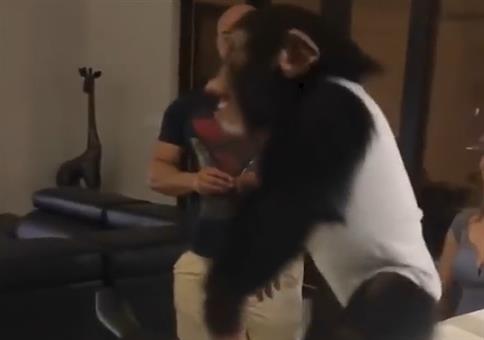 Kleiner Affe trifft seine Zieheltern wieder