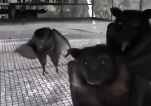 Fette Fledermausparty