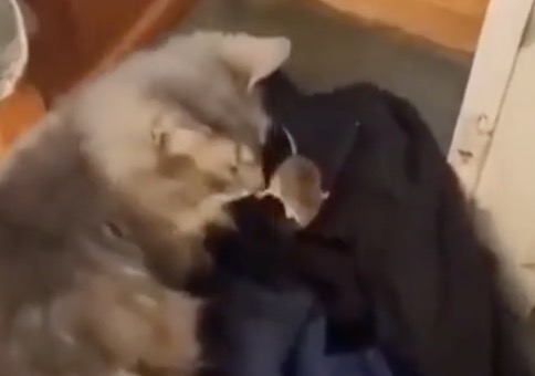 Wenn die Katze ihrem Job nicht nachkommt