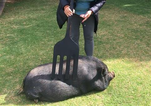 Dicke Sau mit riesiger Gabel rubbeln