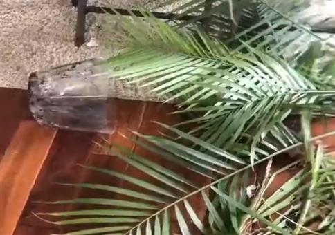 Hund schafft Verwüstung