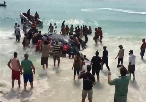 Strandbesucher retten gestrandeten Wal